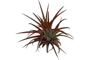 Tillandsia Ionantha Rubra, air Plants Collection, Airplant, airplants, air Plant, no Soil Plants, Real Plant, Live Plant, Gif