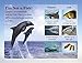 DK Readers L1: Diving Dolphin
