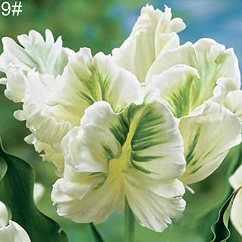 Noa54fran Good Smell, Gardening, Easy to Grow, Beautiful Flower 100Pcs Variety Tulip Seeds Beautiful Flower Home Garden Plant Bonsai Decoration - 9# Tulip Seed