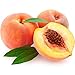Treat Jumbo Organic Lip Balm, Peaches and Cream, Cruelty Free .50 Ounces