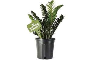 American Plant Exchange Live ZZ Plant 'Zanzibar Gem' – 10-Inch Pot – Live Easy Care Drought-Tolerant Houseplant, Low-Light Indoor Plant for Home, Office, & Modern Décor