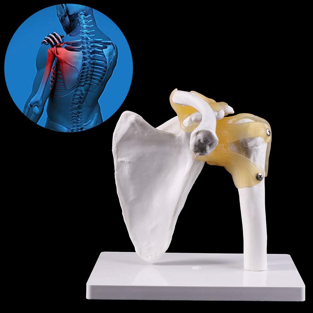 Lisanl 1:1 Life Size Human Shoulder Joint Model Functional Anatomical Human Anatomy Skeleton Shoulder Joint Bone Muscle Model for Teaching Study Tool