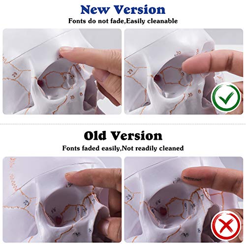 3 Anatomical+Removable+Instruction+Educational+Scientific