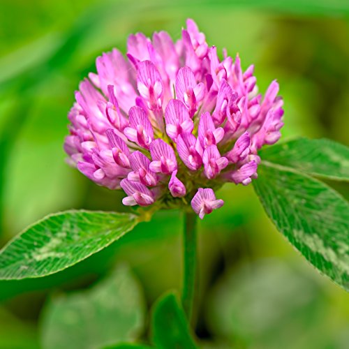 Outsidepride Red Clover Legume Seed for Pasture, Hay, & Soil