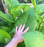Seeds Tobacco Smoking Virginia Giant Gold Leaf Cigar Organic Ukraine for Planting