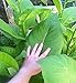 Seeds Tobacco Smoking Virginia Giant Gold Leaf Cigar Organic Ukraine for Planting