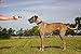 [New Generation] Cado 800 Yards Dog Training Collar Rechargeable Waterproof and Intensity Adjustable E-Collar with Automatic Anti-bark Static Vibration Beep Mode (For 1 dog)