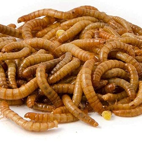 2kg getrocknete Mehlwürmer für Wildvögel. die beste Qualität Mehlwürmer ideal für Vogelfutter. ideal für Vogelhäuschen und Vo