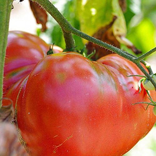 FastDirect Semillas de Tomates Gigantes Rojos 10 PCS Semillas de ...