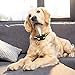 Zeonetak Rechargeable Spray Bark Collar, Citronella Dog Bark Collar Stop Barking Collar for Dogs Small Medium Large, Adjustable Spray,2 Straps 2 USB Cords, Waterproof No Shock Harmless & Humanethumb 1