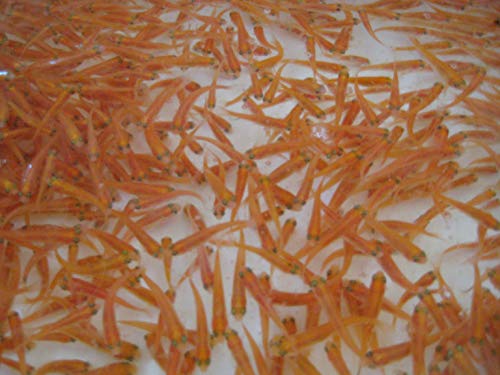 Toledo Goldfish Live Rosie Red Minnow For Goldfish Aquarium Tank