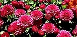 50 Stratified Burgundy Passion Chrysanthemum Seeds