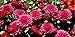 50 Stratified Burgundy Passion Chrysanthemum Seeds