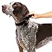 PetSafe Adjustable Martingale Collar - Only Tightens When Dogs Pull, Prevents Slipping Out - Helps with Strong Pullers, Increased Control - Alternative to Choke Collar - 1