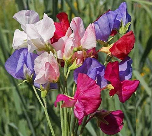 Butterfly Attracting Flower Selection List Collection Butterflies zellajake Bee (Mammoth Sweet Pea Mix 25 Seeds, bin203)