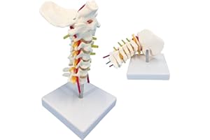 Veipho Cervical Spine Model with Nerves, Life Size Cervical Vertebral Spine Spinal Nerves Anatomical Model with Stand, Cervical Spinal Column Model for Patient Science Education