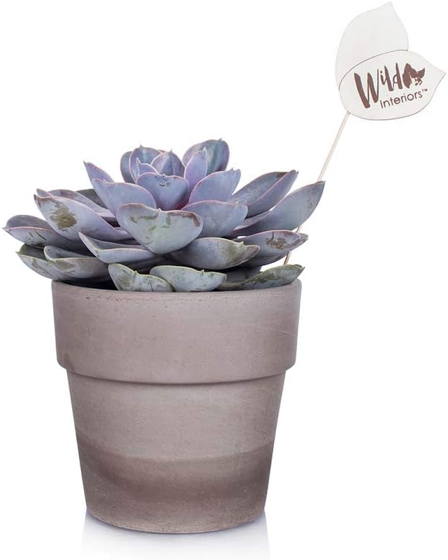 Wild Interiors WI107 Echeveria Live Indoor Plant, Shelf Size (5" Pot), Purple