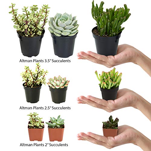 altman plants assorted live cactus collection mini cactus reales para macetas o regalos, 2.5 pulgadas, paquete de 8