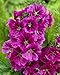 MYSTIC MERLIN-Blue/Purple "Mallow Hollyhock"  25+Perennial Seeds