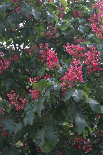 Buckeye Tree Aesculus Pavia Flowers Journal: Take Notes, Write Down Memories in this 150 Page Lined Journal