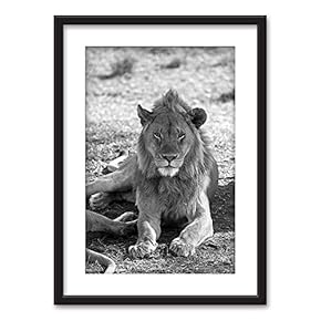Framed Wall Art - Lions in Black White - Black Picture Frames White Matting - 23x31 inches