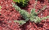 PSB Wood Chip Red Decorative Garden Chipping 20-60 mm 3+ Years Colour view 7