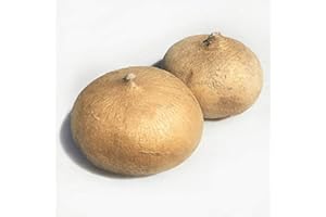 Kejora Fresh Young Jicama 5 LB