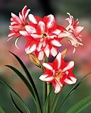 Exotic Peacock Double Amaryllis 1 Bulb - NEW! - 32/34 cm Bulb