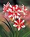Exotic Peacock Double Amaryllis 1 Bulb - NEW! - 32/34 cm Bulb