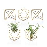 Mkono 5 Packs Air Plant Holder Mini Metal Tabletop Himmeli Decor Modern Geometric Planter Tillandsia Air Fern Display Stand with Each Side 2.6" Long for Home, Office and Wedding Gift Idea, Gold