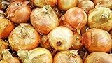 Onion, Walla Walla Seeds