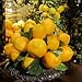 Supla 12 Pcs Artificial Lemon in Yellow 3.7
