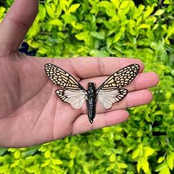 Real Cicada Tailanga Wooden Frame Dead Insect Dried