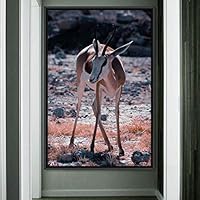 Framed Canvas Wall Art Deer Animals Deer Multicolor Photography Rustic Urban - 16x24 inches