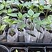 Cosweet 500 Pcs Biodegradable PLA Nursery Bags- 3 Sizes Fabric Seedling Plant Grow Bags, Germinate Quickly Small Pouch for Vegetable Flower Potato Tomato Garden Seed Starting & Transplant Supply
