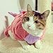 Bro'Bear Pet Plush Outfit Dinosaur Costume with Hood for Kitties Cats Jumpsuit Winter Coat Warm Clothes (Pink, X-Large)