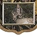 Walnut Hollow Country Deluxe Antler Display Kit with Photo Frame, Oak with Camo