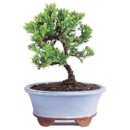 Green Paradise Juniper Plant Chinensis juniper plant suitable for Bonsai Sapling Plant