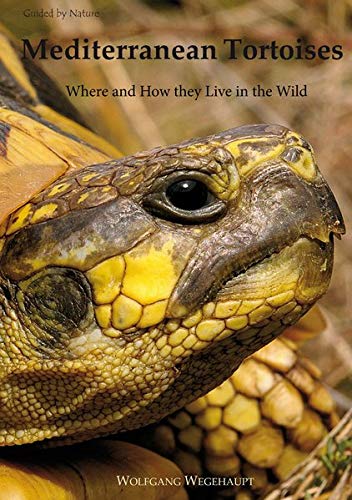 Mediterranean Tortoises Where And How They Live In The Wild Amazon De Wegehaupt Wolfgang Fremdsprachige Bucher