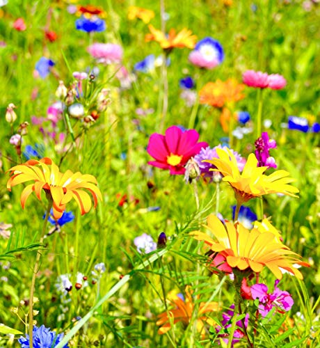 500gr. Blumengarten Bienenweide, Blühmischung, Blumenmischung, Blumenwiese, für bis zu 500m² von Blühking® – Bild 7