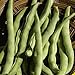 Everwilde Farms - 1 Lb Kentucky Wonder Pole Pole Bean Seeds - Gold Vault