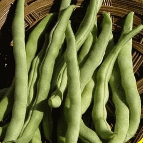 Everwilde Farms - 1 Lb Kentucky Wonder Pole Pole Bean Seeds - Gold Vault Everwilde Farms - 1 Lb Kentucky Wonder Pole Pole Bean Seeds - Gold Vault
