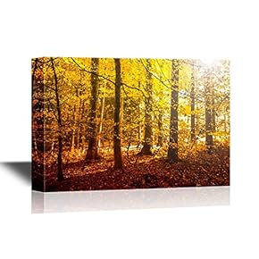 Forest Fantasy Golden Sun Light in The Autumn Forest Landscape
