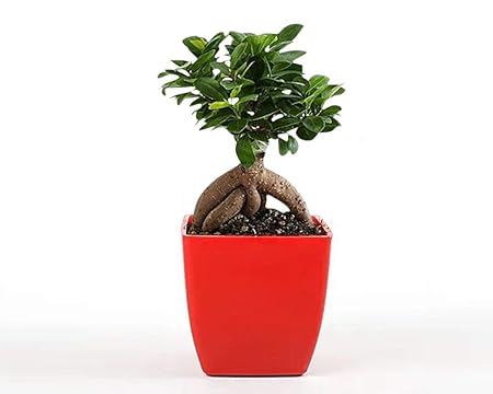 Lucky Leafy Ficus Bonsai 5 Years Old Ginseng Plant with Orange Pot for Indoor. Perfect Home and Office Decor. Air Purifier