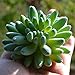 PDTXCLS TANGDIAABBCC GenericJINCHENGYU Everenty A-Fun Realistic Fake Artificial Succulent Plants Unpotted Fake Cactus for Home Gardern DIY Decoration 6 PCS