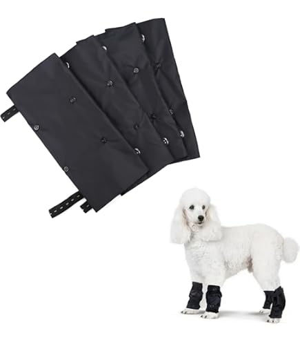 Standard Poodle Protection Dogs Near Me Poodle Guard Dog Outlet