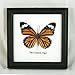 Thai Productz 9 x Framed Wall Decor Real Beautiful Butterfly Display Insect Taxidermy 5
