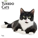 Tuxedo Cats 2019 12 x 12 Inch Monthly Square Wall Calendar, Animals Cats (Multilingual Edition) by