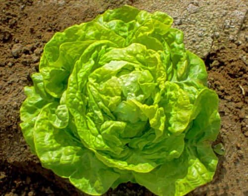 1000 White Boston BUTTERHEAD Lettuce 2018 (Non-GMO Heirloom Vegetable Seeds!)