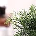 HC STAR Artificial Plant Potted Mini Fake Plants Indoor Pot for Fake Potted Plants Decorative Lifelike Artificial Plants & Flower Green Plants for Farmhouse Office Bathroom Shelf Desk Table Home Decor